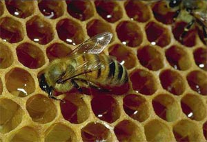 Propolis...